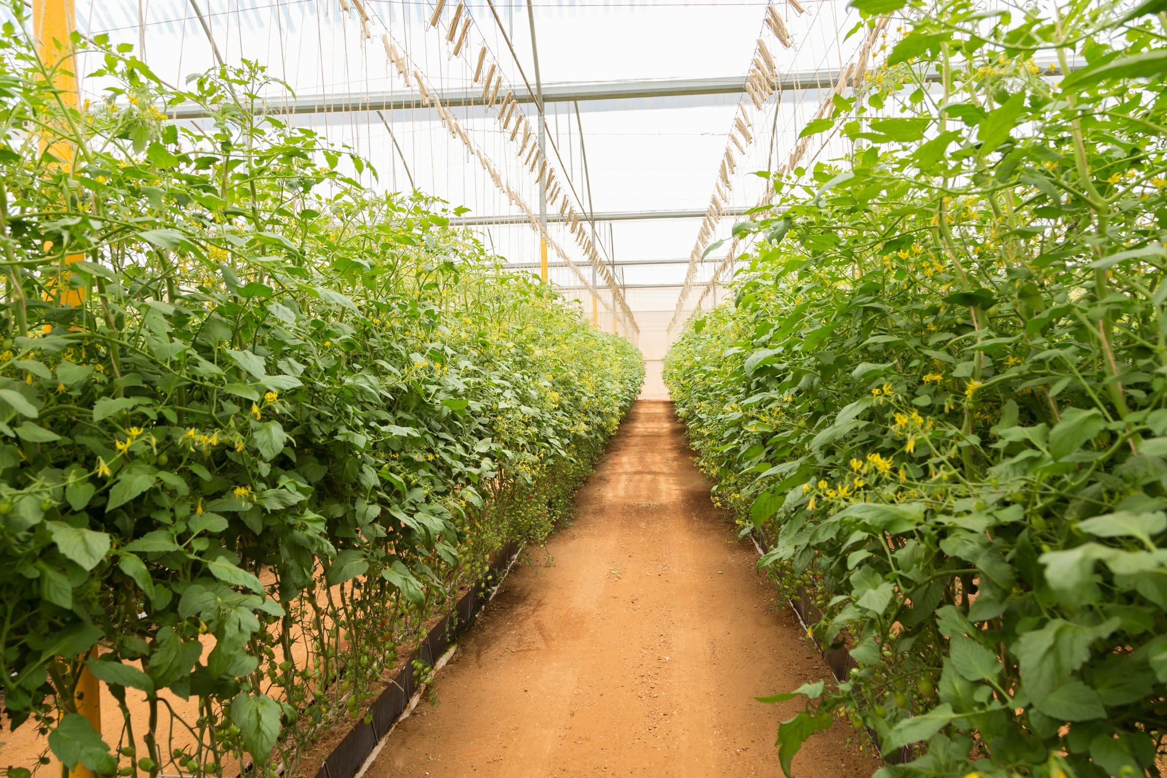 Greenhouse interior view