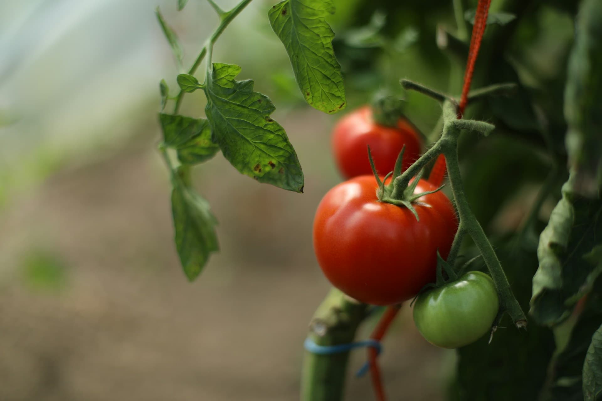 Greenhouse interior with tomatoes