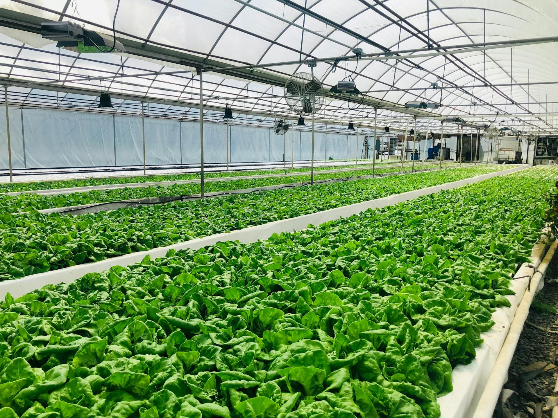 Wide greenhouse interior view