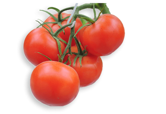 Fresh tomatoes
